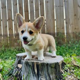 Penelope (yellow collar) - Sable female Pembroke Welsh Corgi puppy in Alvin, Texas from Cottonwood Corgis