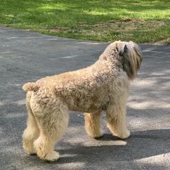 Bouvier des Flandres Puppies from Julie Smith