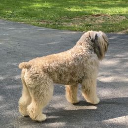 Bouvier des Flandres Puppies from Julie Smith