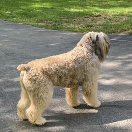 Bouvier des Flandres Puppies from Julie Smith