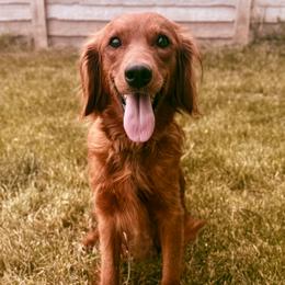 Darlin - Goldendoodle