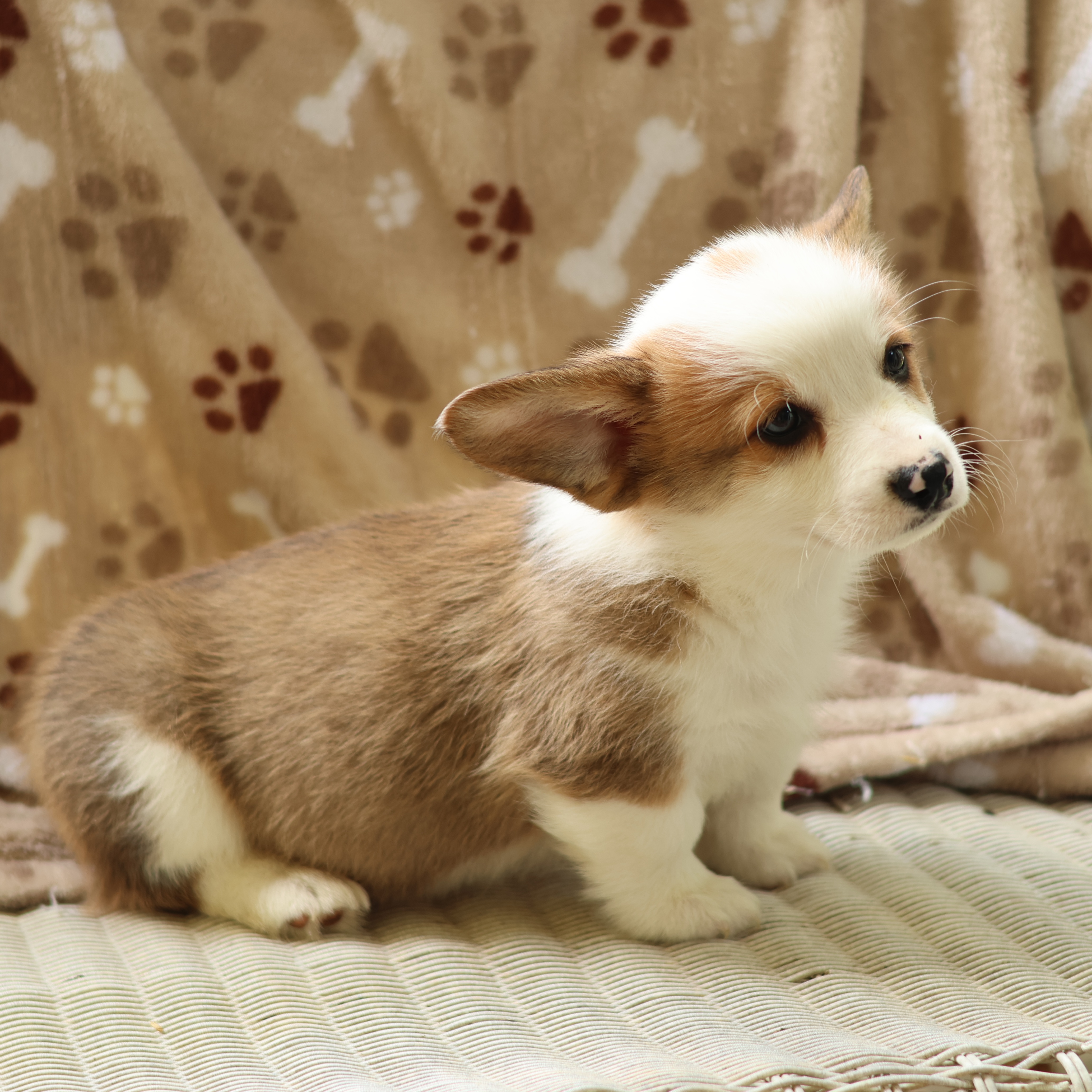 Boy 2 - Sable Pembroke Welsh Corgi puppy in Karnack, Texas from Sureshot Corgis