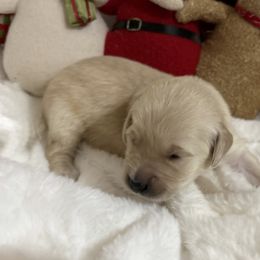 Brynn - Light golden female Golden Retriever puppy in Seville, Ohio from Retriever Ranch