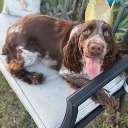 Brooke - English Springer Spaniel