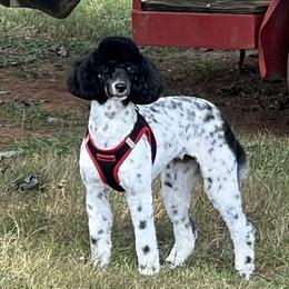 Charlie - Poodle
