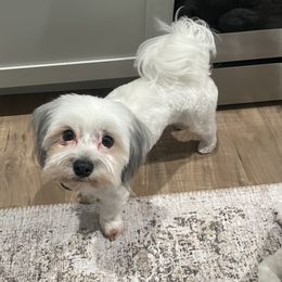 Nelson - Maltese