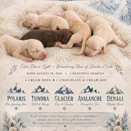 Polaris - Cream male Dachshund puppy in Riverton, Wyoming from Wild Rose Ridge Doxies