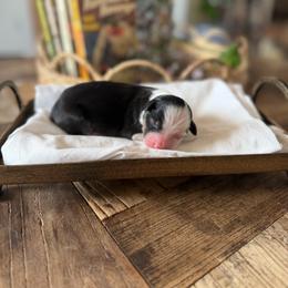 Dixie - Black tri female Miniature American Shepherd puppy in Payson, Arizona from Barnhardt Minis