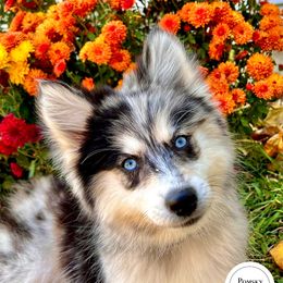 Pomsky Puppies from PomskyParadise