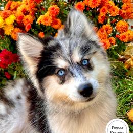 Pomsky Puppies from PomskyParadise
