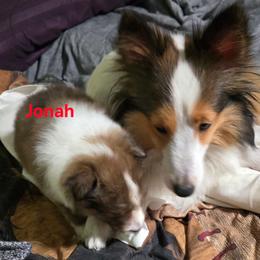 LITTLE Jonah - Sable and white male Shetland Sheepdog puppy in Houston, Texas from LaLa's Lilliputian Lassies
