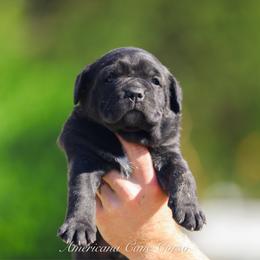 Kwango - Black brindle male Cane Corso puppy in Cable, Ohio from Americana Cane Corso