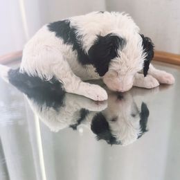 Callaway (Cali) - Black and white female Bernedoodle puppy in Orland, California from Shockley’s Elite Doodles