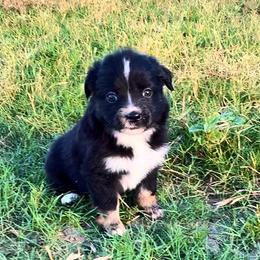 Strawberry - Black tri female Miniature Australian Shepherd puppy in Iola, Texas from MK Aussies