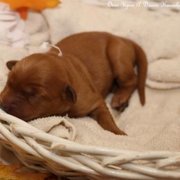 Polly's White Girl - Dark golden female Golden Retriever puppy in Idaho Falls, Idaho from Once Upon A Dream Kennels