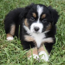 Aussiedoodles and Miniature Australian Shepherds from Twisted Acres Kennels