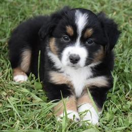 Aussiedoodles and Miniature Australian Shepherds from Twisted Acres Kennels