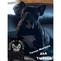Teresita - French Bulldog