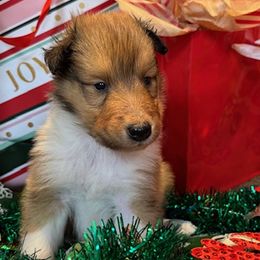 Prancer - Sable and white male Collie puppy in Carencro, Louisiana from Cajun Bayou's Collies LLC