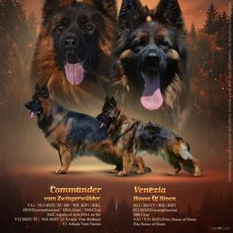Cobra - Sable male German Shepherd puppy in White Cloud, Michigan from Von WestLynn German Shepherds