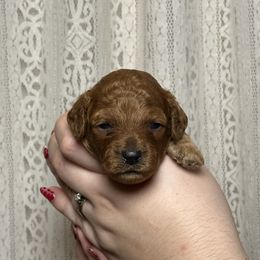 Apple - Red  female Poodle puppy in Queen Creek, Arizona from Desert Born Kennel