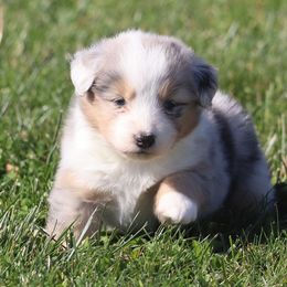 Orchid - Blue merle female Australian Shepherd puppy in Mount Sterling, Ohio from Northern Lights Working Dogs