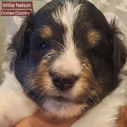 Shetland Sheepdog Puppies from Country Acres Shetland Sheepdogs