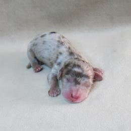 Ozzy - Dapple male Dachshund puppy in Pana, Illinois from Doxie Waggin Tails