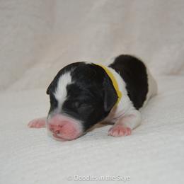 Birch - Parti male Goldendoodle puppy in Lancaster, Pennsylvania from Doodles in the Skye