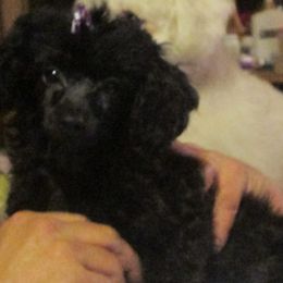 Poodles from Kiamichi Kennels