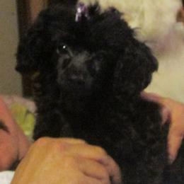 Poodles from Kiamichi Kennels