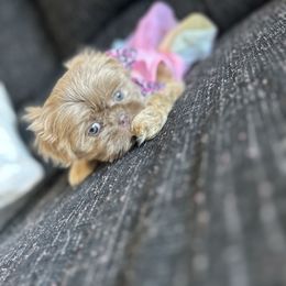 Poodle and Shih Tzu Puppies from Royalti Pups