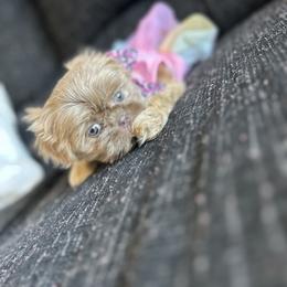 Poodle and Shih Tzu Puppies from Royalti Pups