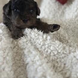 Spice - Merle male Goldendoodle puppy in Waynesboro, Virginia from Forest Creek Kennel