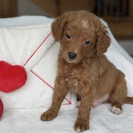 Red Puppies - Red  male Goldendoodle puppy in Rush, New York from Care Bear Puppies