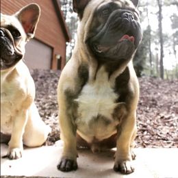 French Bulldog All Grown Up from Ardent French Bulldogs