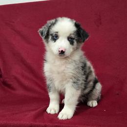 Mulan - Blue merle female Australian Shepherd puppy in Collinston, Utah from Corbridge Aussies