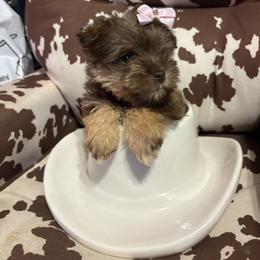 Miniature Schnauzers from Rockin J Pups