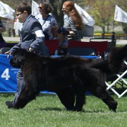 Newfoundlands from Enchanted Newfoundlands