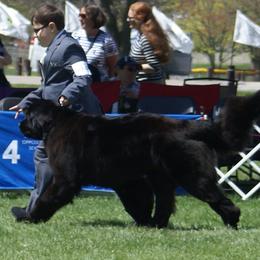 Newfoundlands from Enchanted Newfoundlands