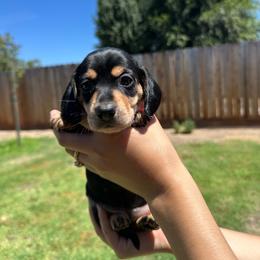 Ember - Black and cream female Dachshund puppy in Modesto, California from Raws Doxies