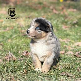 Duke - Blue merle male Australian Shepherd puppy in Columbia, Kentucky from Caywood Aussies