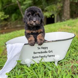 So Happy - Phantom female Bernedoodle puppy in Grove, Oklahoma from Guinn Family Farms