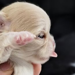 Chihuahua Puppies from MI Chi