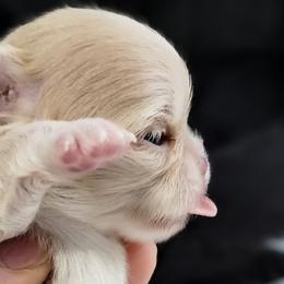 Chihuahua Puppies from MI Chi