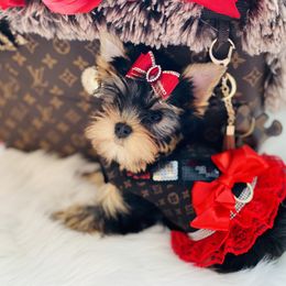 Yorkshire Terrier Puppies from Green Mountain Designer Yorkies