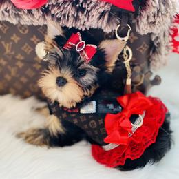 Yorkshire Terrier Puppies from Green Mountain Designer Yorkies