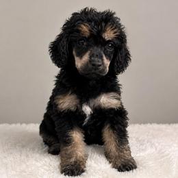 Cannoli - Brown female Poodle puppy in Grovetown, Georgia from PND Kennel