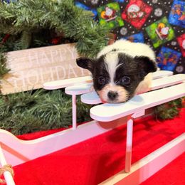 Angel - White and black female Papillon puppy in Joshua, Texas from Summertime Kennels