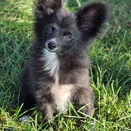 Zazu - Black and white male Companion Cross puppy in Davenport, Washington from Lovely Ladies and Little Asses Miniature Equines (L3A Pomeranians & Papillons)